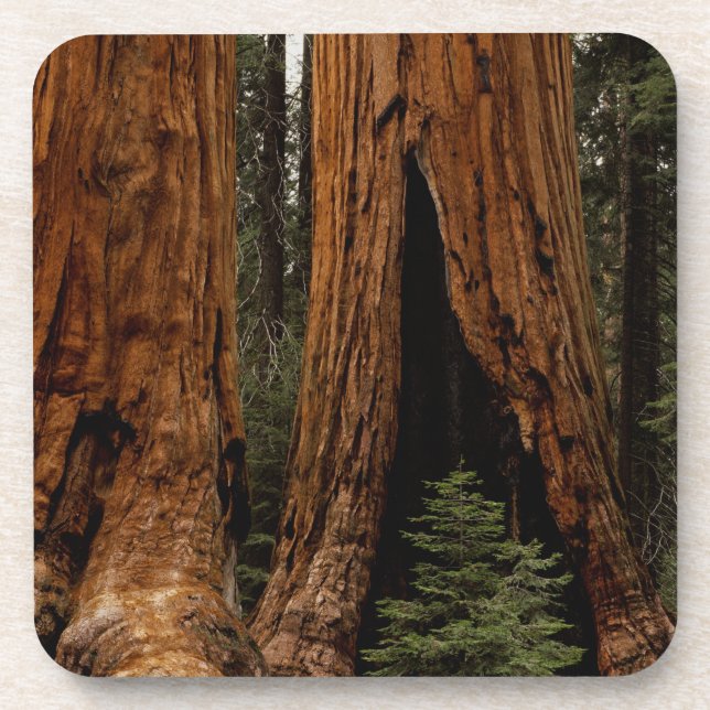 Dessous-de-verre Redwood Trees, Sequoia National Park. (Devant)
