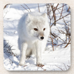 Dessous-de-verre Renard Arctique, Zone de gestion de la faune de Ch