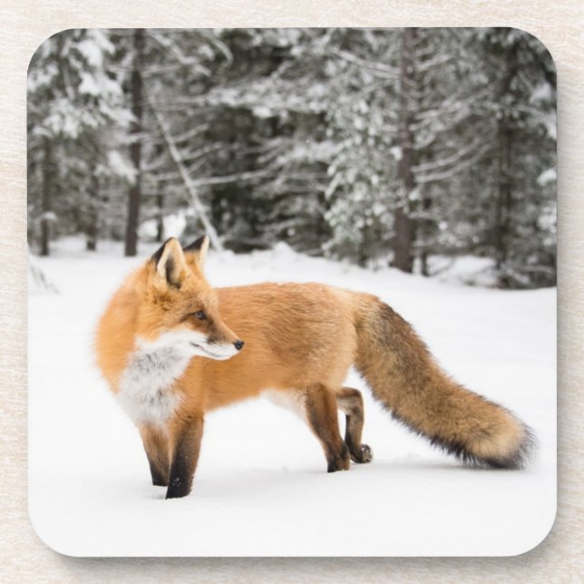 Dessous-de-verre Renard rouge en neige blanche (Devant)