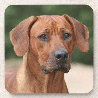 Dessous-de-verre Résidence Rhodesian Ridgeback