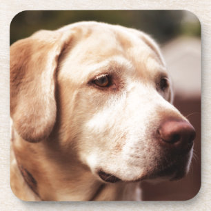 Dessous-de-verre Retriever du Labrador