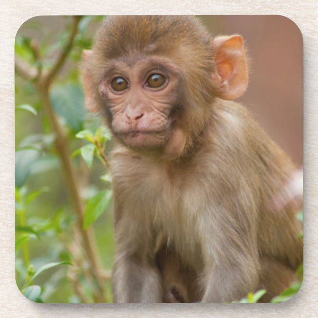 Dessous-de-verre Rhesus Monkey Baby, Monkey Temple, Jaipur (Devant)