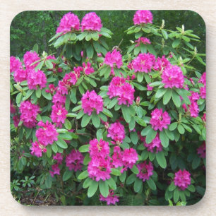 Dessous-de-verre Rhododendron de forêt