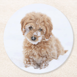 Dessous-de-verre Rond En Papier Chiot De Goldendoodle Avec La Neige À La Face
