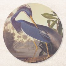 Héron de la Louisiane d'Audubon ou Héron tricolore