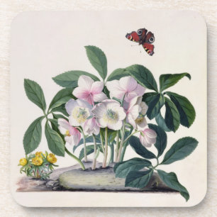 Dessous-de-verre Rose de Noël (Helleborus Niger) et hiver Aconi