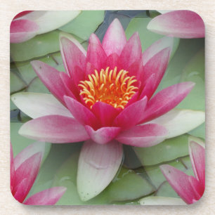 Dessous-de-verre Rose Lotus Water Lily