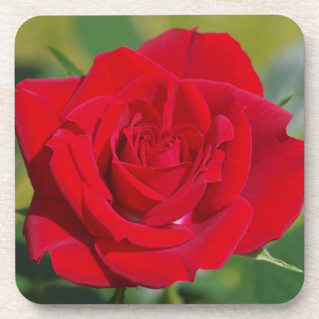 Dessous-de-verre Rose rouge beauté (Devant)