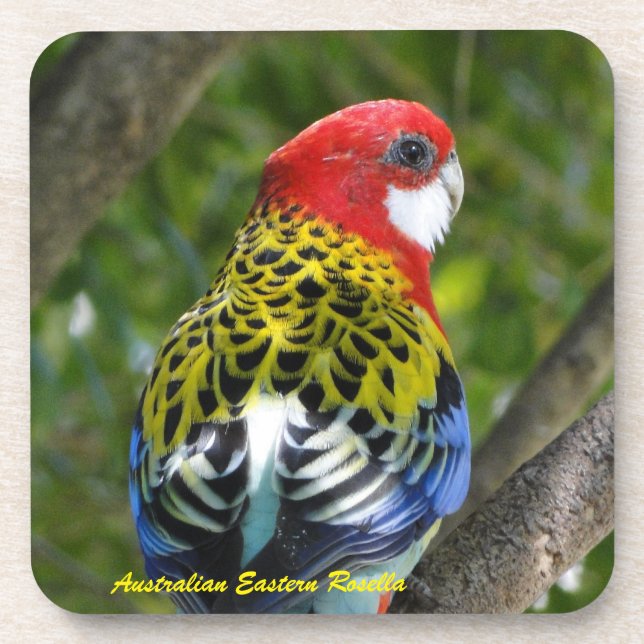 Dessous-de-verre Rosella oriental masculin australien (Devant)