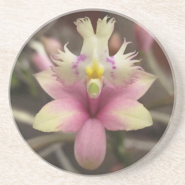 Dessous de verre roses d'orchidée d'Epidendrum (Devant)