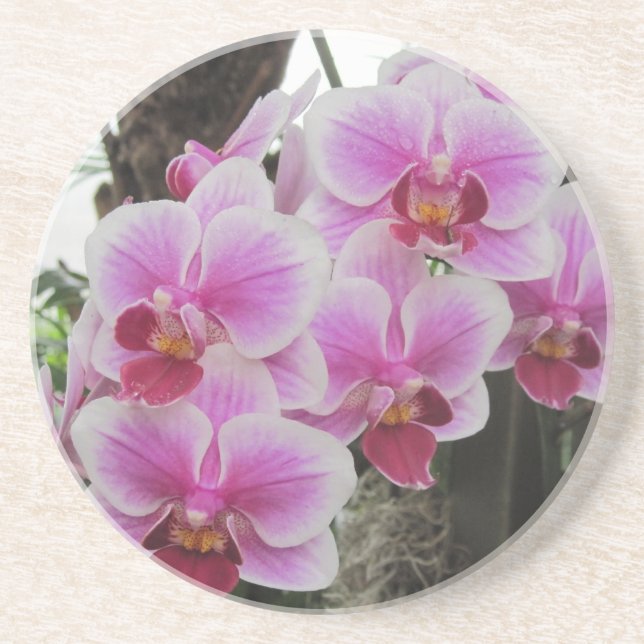 Dessous de verre roses d'orchidées de Phalaenopsis (Devant)