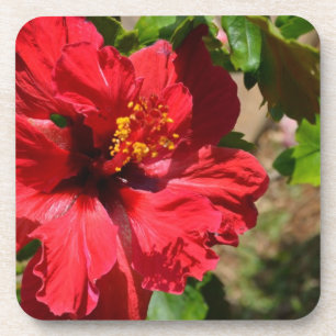 Dessous de verre rouge Hibiscus Cork