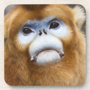 Dessous-de-verre Roxellana d'or masculin de Pygathrix de singe