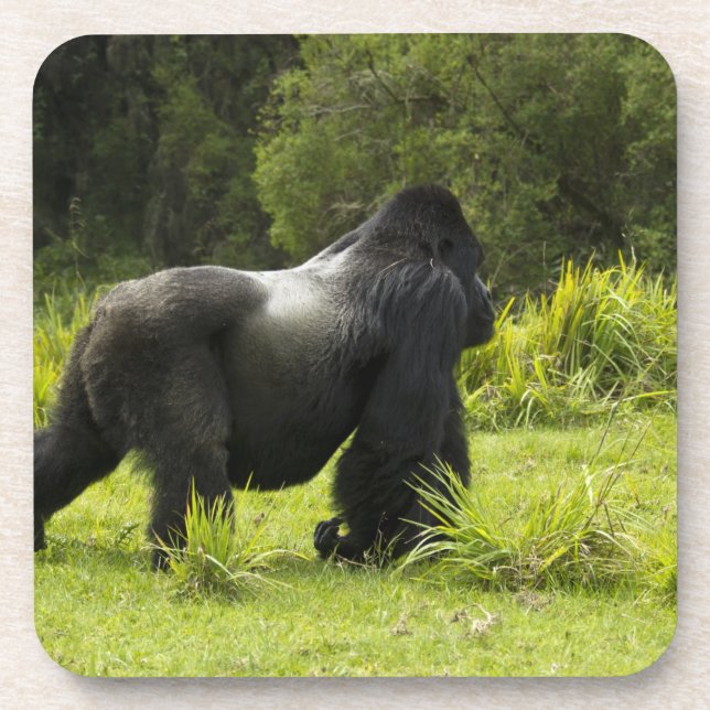 Dessous-de-verre Rwanda, Parc national des volcans (Devant)