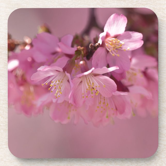 Dessous-de-verre Sakura Cherry Blossoms Delicate Pink Bouquet (Devant)