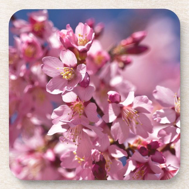 Dessous-de-verre Sakura Cherry Blossoms embrassés par Sunlight (Devant)