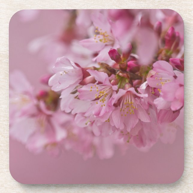 Dessous-de-verre Sakura Cherry Blossoms rose pâle Réflexions (Devant)