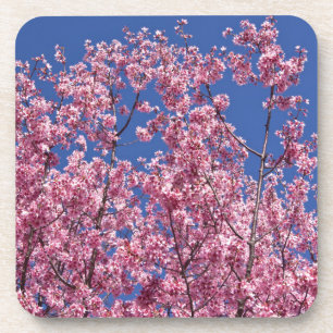 Dessous-de-verre Sakura Cherry Fleurit Dans Le Bleu