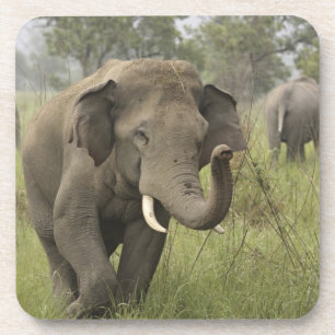 Dessous-de-verre Salutation d'éléphant asiatique indien