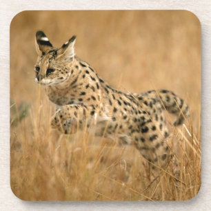 Dessous-de-verre Saut Serval (Leptailurus Serval)