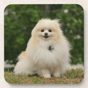 Dessous-de-verre Séance de Pomeraning