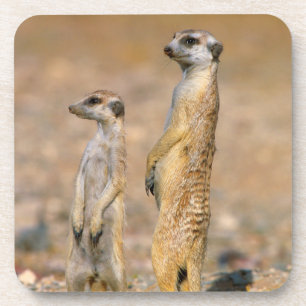 Dessous-de-verre Sentinelles Meerkat (Suricata Suricatta), Karas