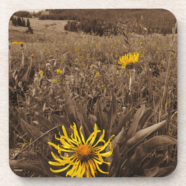 Dessous-de-verre Sepia tone fleurs sauvages jaunes (Devant)