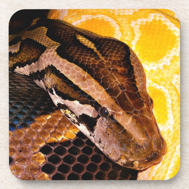 Dessous-de-verre Serpent python birman (Devant)