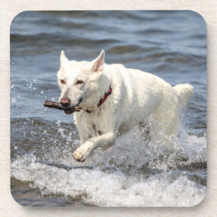 Dessous-de-verre Shepard allemand blanc sur le lac George