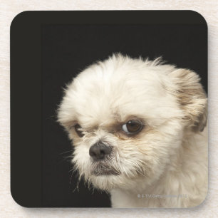 Dessous-de-verre Shih blanc fâché Tzu avec les yeux bruns