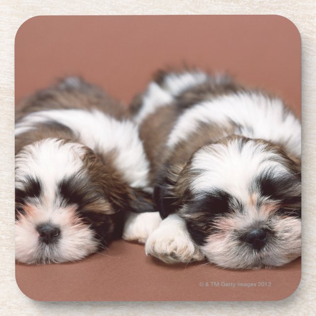 Dessous-de-verre Shih Tzu (Devant)