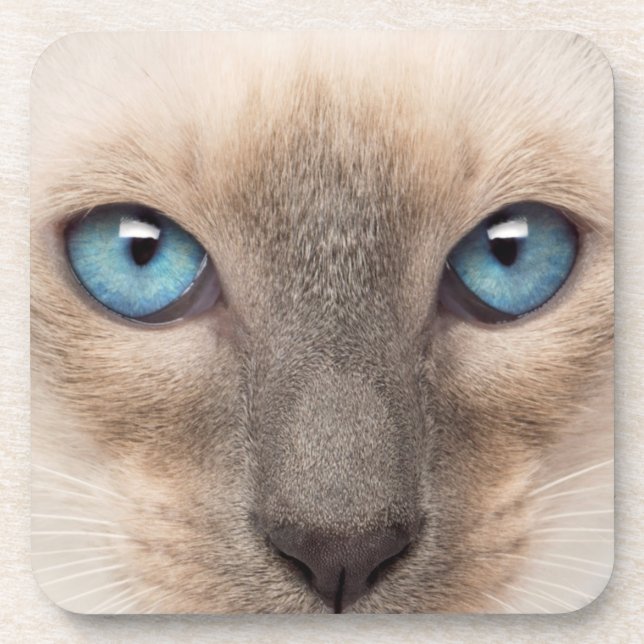Dessous-de-verre Siamese Kitten (Devant)