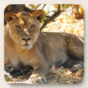 Dessous-de-verre Siesta Time