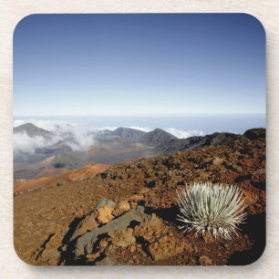 Dessous-de-verre Silversword sur le bord du cratère Haleakala de pr