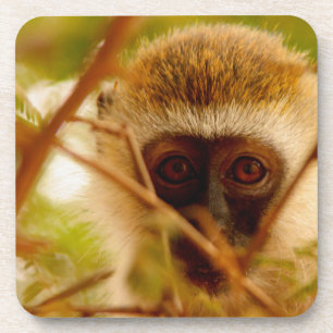 Dessous-de-verre Singe Cheeky.