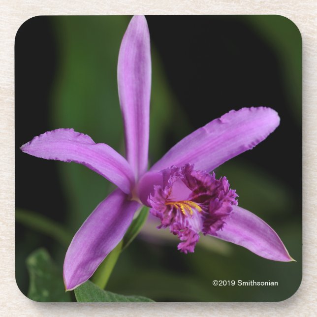Dessous-de-verre Sobralia Bouchei (Devant)