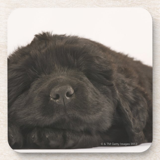 Dessous-de-verre Sommeil de chiot de Terre-Neuve (familiaris de (Devant)
