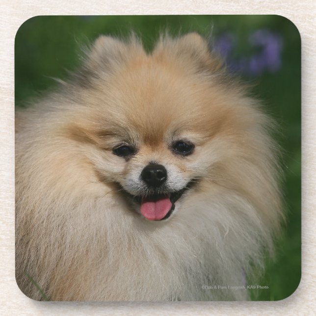 Dessous-de-verre Sourire de Pomeranian (Devant)