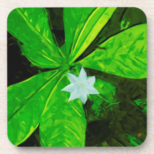 Dessous-de-verre Star Flower, un Fleur sauvage blanc Abstrait