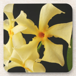 Dessous-de-verre Star Jasmine Flower coastercna