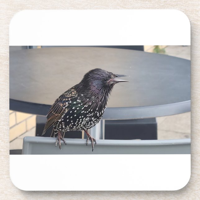 Dessous-de-verre Starling Picture (Devant)