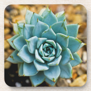 Dessous-de-verre Succulent