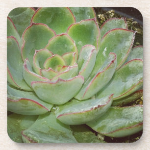 Dessous-de-verre Succulente, Poule et Poussins
