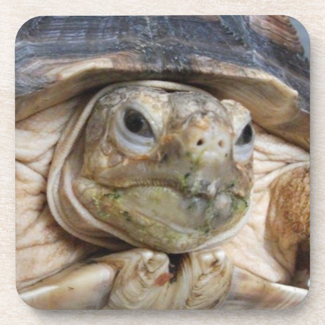 Dessous-de-verre Sulcata Tortoise Face Gros plan Boisson (Devant)