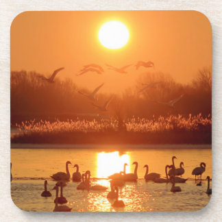 Dessous-de-verre Swans dans le lac au coucher du soleil