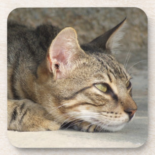Dessous de verre Tabby Cat
