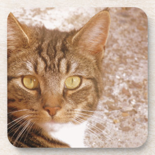 Dessous-de-verre Tabby Cat