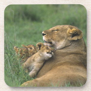 Dessous-de-verre Tanzanie, cratère de Ngorongoro. Mère lionne afric
