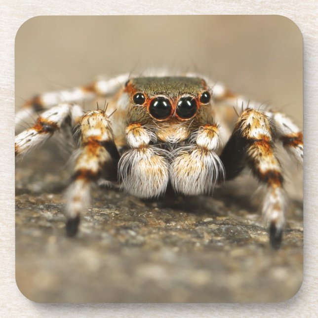 Dessous-de-verre Tarantula Jumping Bird Spider fantastiques accesso (Devant)