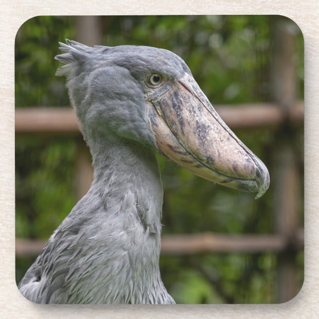 Dessous-de-verre Taupe (Balaeniceps rex) (Devant)